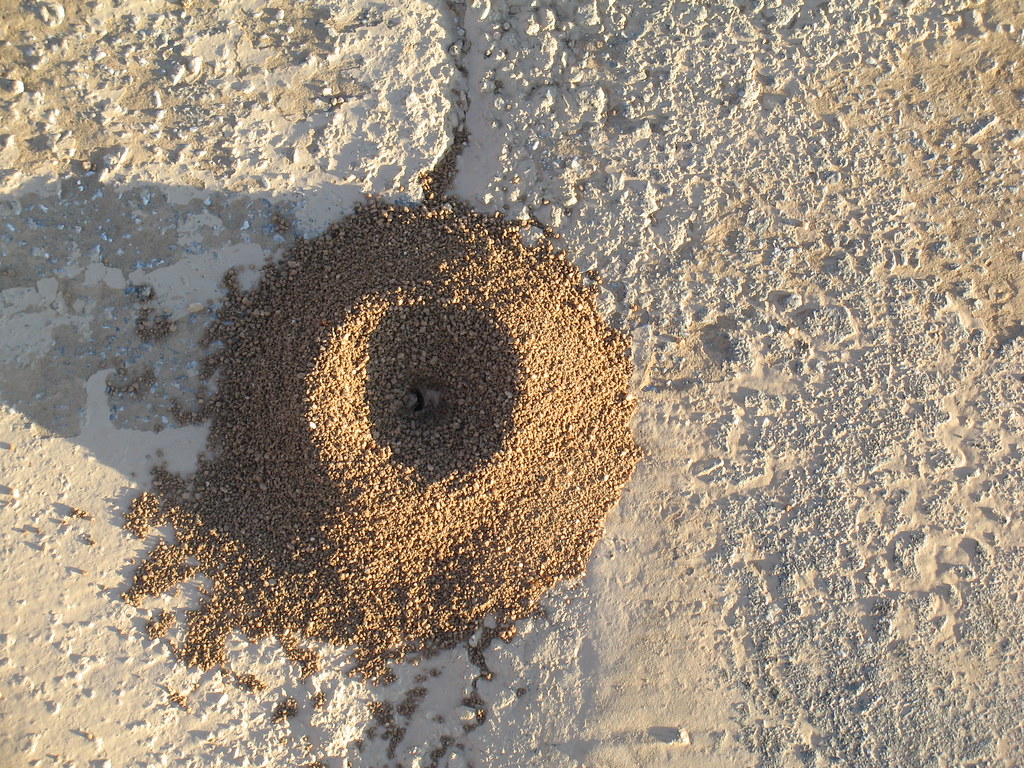 How to Look at an Ant Hill – Studies in Visual Cultures – ENG 705