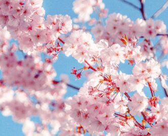 A close up of flowers (cherry blossom tree)